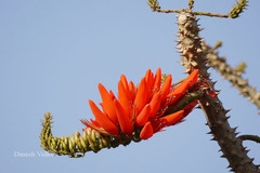 Erythrina variegata